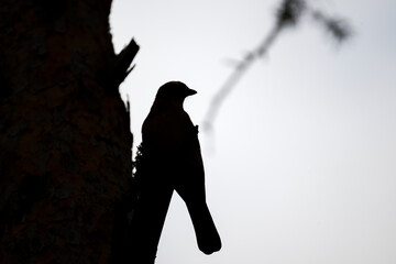 Eurasian jay silhouette