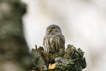 Eurasian pygmy owl (Glaucidium passerinum) sitting on a tree stump in the forest in fall.