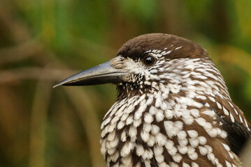 The spotted nutcracker, Eurasian nutcracker, or nutcracker, (Nucifraga caryocatactes) closeup.