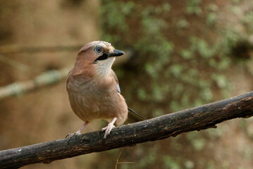 Eurasian jay (Garrulus glandarius) sitting on a branch in the forest in fall.