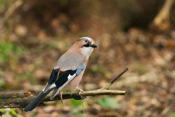 Eurasian jay (Garrulus glandarius) in the forest in fall.