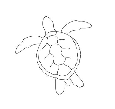 Vector isolated swimming floating sea turtle caretta caretta colorless black and white contour line easy drawing
