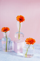 Orange gerbera flowers in a transparent glass vase on a colored 