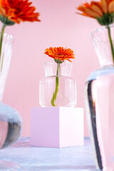 Orange gerbera flowers in a transparent glass vase on a colored 