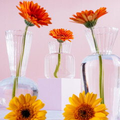 Orange gerbera flowers in a transparent glass vase on a colored 