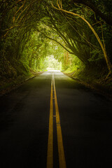 Hawaii Tree Forest Covering Nuuanu Pali Drive - obrazy, fototapety, plakaty