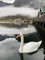 two swans in hallstatt village lake