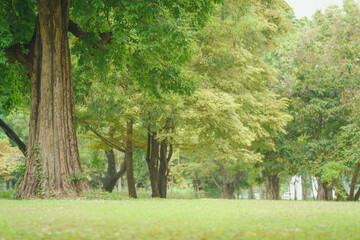 Naklejka premium soft sun light green tree and grass field in forest park on holiday at morning air fresh relax purify natural landscape garden outdoor background.for ecology.or life health,picnic area backdrop.