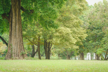 soft sun light green tree and grass field in forest park on holiday at morning air fresh relax purify natural landscape garden outdoor background.for ecology.or  life health,picnic area backdrop.