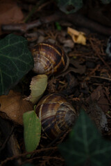 Photo in low key. Two snail shells on the grass