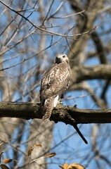 Vertical closeup of a hawk bird perching on the leafless tree branch