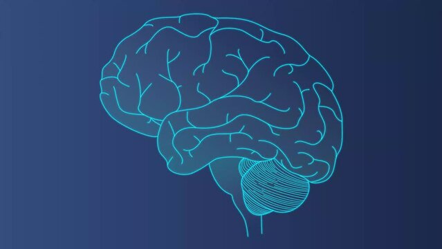 Brain scan concept, animated video in 4k. brain research. The gradual development of a linear image on a dark background. Motion design template