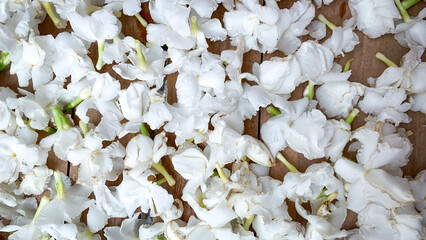 jasmine white flowers background