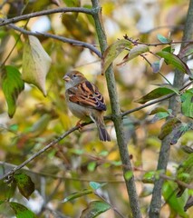 sparrow on a branch