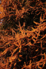 Hiking trail in South Tyrol in the Martell Valley