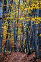 Fototapeta premium Scenic vertical shot of trees in a forest with autumn leaves on the ground