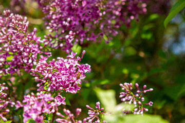 Obraz premium Flowers and bees 