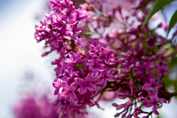 lilac flowers in the garden