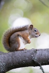 Vertical closeup of a gray squirrel perching on a tree trunk