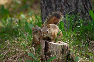 Baby squirrels are chasing each other in the forest in summer. © Saeedatun