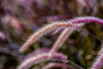Obraz premium close up of Pennisetum pedicellatum (Purple thatch)
