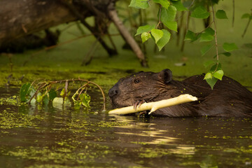 Furry wet beaver is eating a stick in the water among trees.