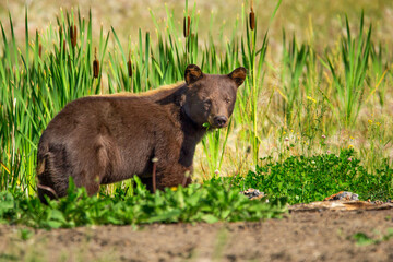 Young Brown bear is standing among grass and cattails.