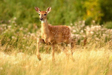 Naklejka na ściany i meble Deer with spots standing with lifted leg in the high grass.