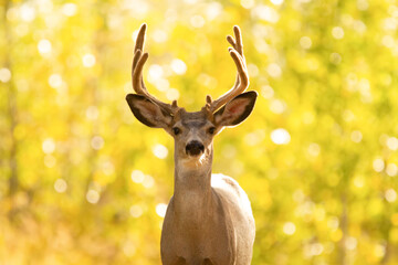 Portrait of deer stag with big antlers in the fall forest.