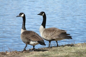 Canada geese sitting on the land by reflecting pond water