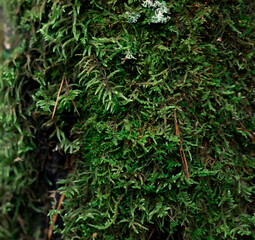 Forest moss on the tree trunk  close up