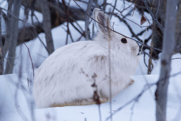 White Snowshoe hare is sitting in the winter forest in snow. © Saeedatun