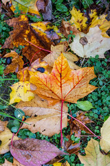 closeup of wet colorful autumn leaves on a green meadow