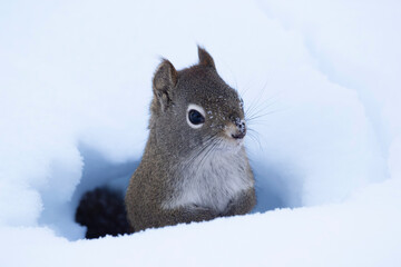 Red squirrel is appeared from the tunnel under white snow.