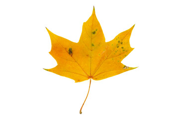 Natural yellow autumn maple leaf isolated on white background