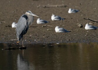 Great Blue Heron at Water Edge