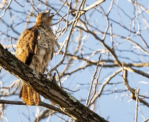 Red Shouldered Hawk at Sunrise