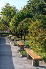 Obraz premium Petite allée bordée de bancs en bois et de petits arbres dans un parc 