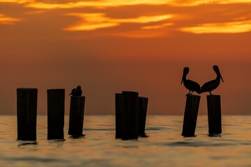 Silhouette of Galapagos Brown Pelicans perched on a wooden pole and looking in opposite directions