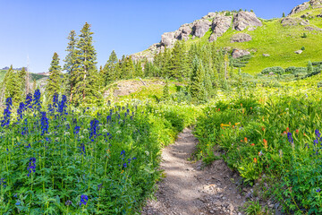 Fototapeta na wymiar Delphinium nuttallianum larkspur blue purple flowers on footpath trail to Ice lake near Silverton, Colorado on summit in August summer and red wildflowers with nobody