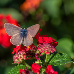 Photo macro d'un papillon posé dur des fleurs avec de jolies couleurs de la nature  