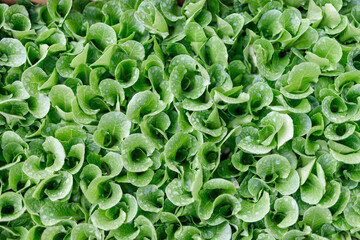 Fresh and green lettuce salad background texture