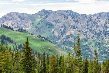 Albion Basin, Utah landscape view of pine trees on summer trail in Wasatch rocky mountains with green meadows and peak of Little Cottonwood Canyon near Salt Lake City