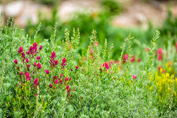 Closeup of meadow and red and yellow paintbrush flowers plants in Albion Basin, Utah wildflowers summer season in Wasatch rocky mountains