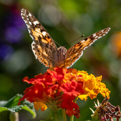 Photo macro d'un papillon posé dur des fleurs avec de jolies couleurs de la nature  