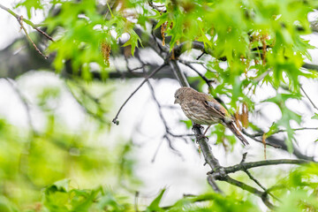 Green oak tree with female house finch bird with striped brown color and bokeh background in Virginia perched on branch in spring