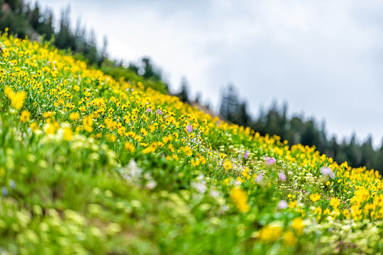 Albion Basin in Alta, Utah summer during wildflower season with many Oneflower helianthella yellow flowers in Wasatch mountains on meadow hill slope with trees in blurry background