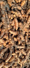 turmeric root.