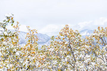 Aspen, Colorado rocky mountains foreground of yellow autumn foliage of oak tree leaves with snow in late fall season
