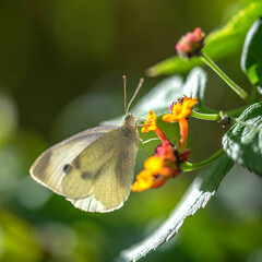 Photo macro d'un papillon posé dur des fleurs avec de jolies couleurs de la nature  